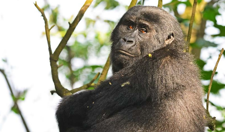 24 Days Uganda Rwanda Combined Gorilla Trekking Safari