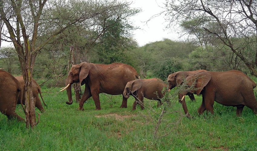5 Days Serengeti National Park Safari