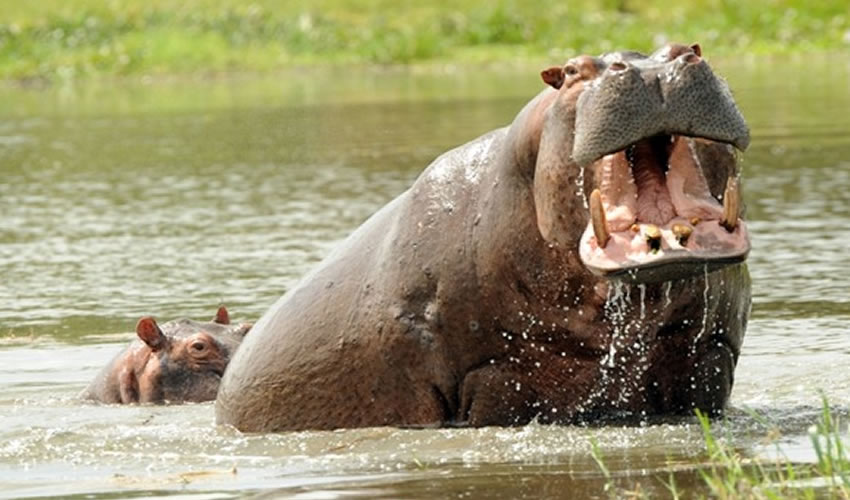 Kazinga Channel Safari in Uganda