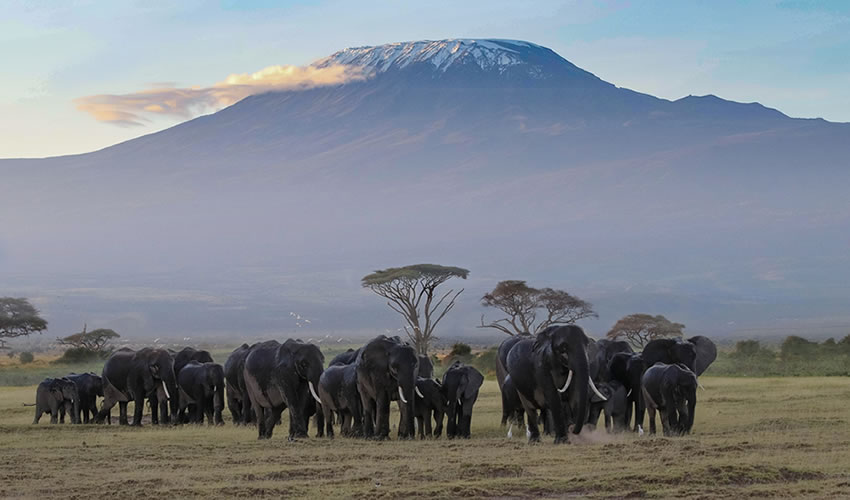 10 Days Wildlife Safari in Kenya