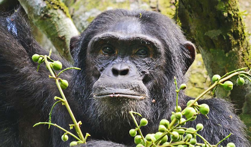 3 Days Chimpanzee Tracking Kibale