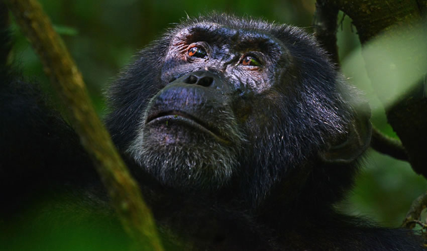 5 Days Uganda Chimpanzee Gorilla Habituation Safari