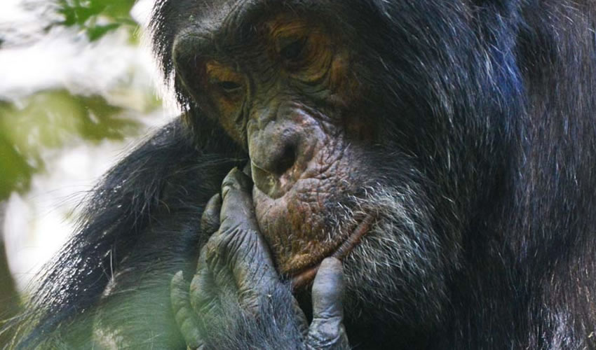 6 Days Kibale Chimpanzee Tracking