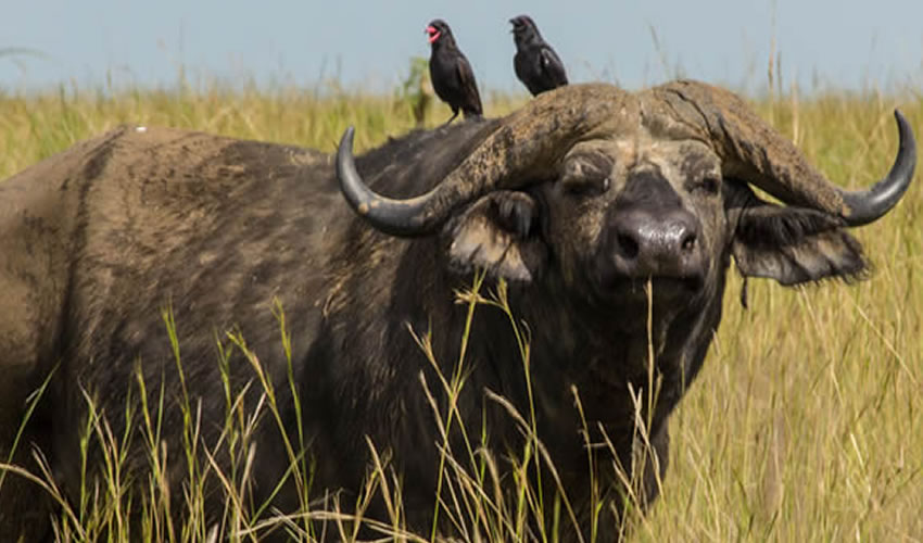 The Perfect Wilderness In Uganda, Kidepo National Park