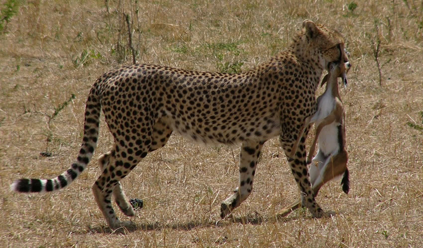 9 Days Kenya Wildlife Safari