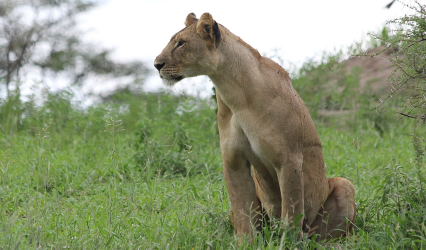 6 Days Masai Mara Safari