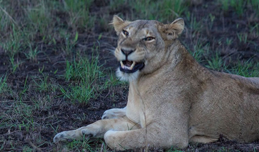 Lion Tracking Experience In Uganda