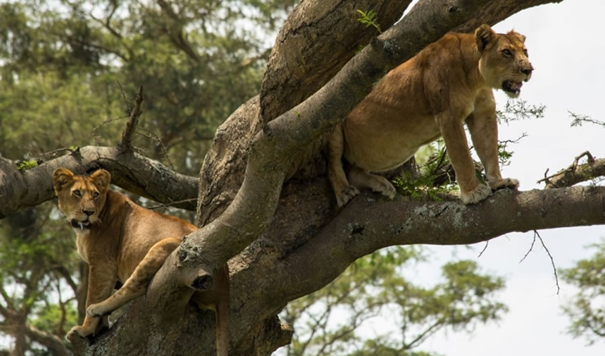 Sight Of Ishasha Wilderness In Queen Elizabeth National Park