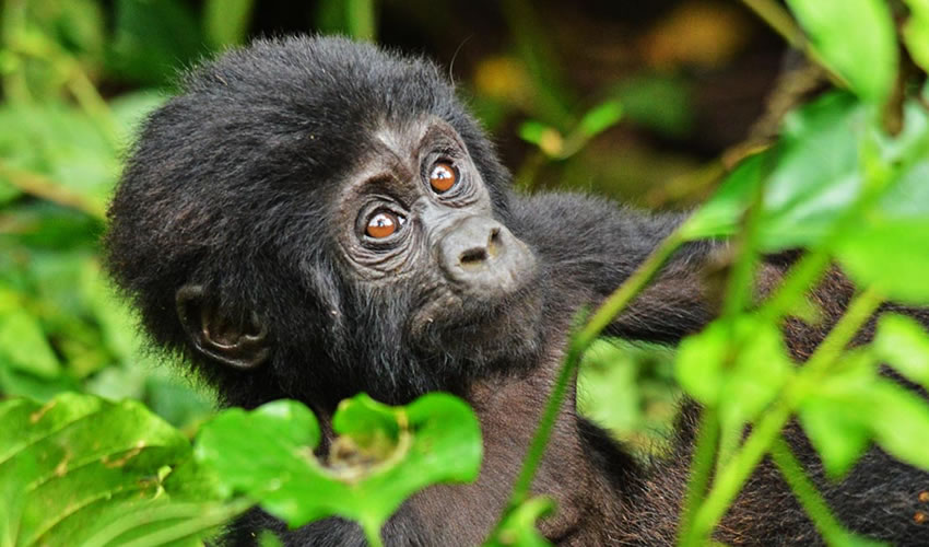 3 Days Gorilla Trekking Uganda Via Rwanda