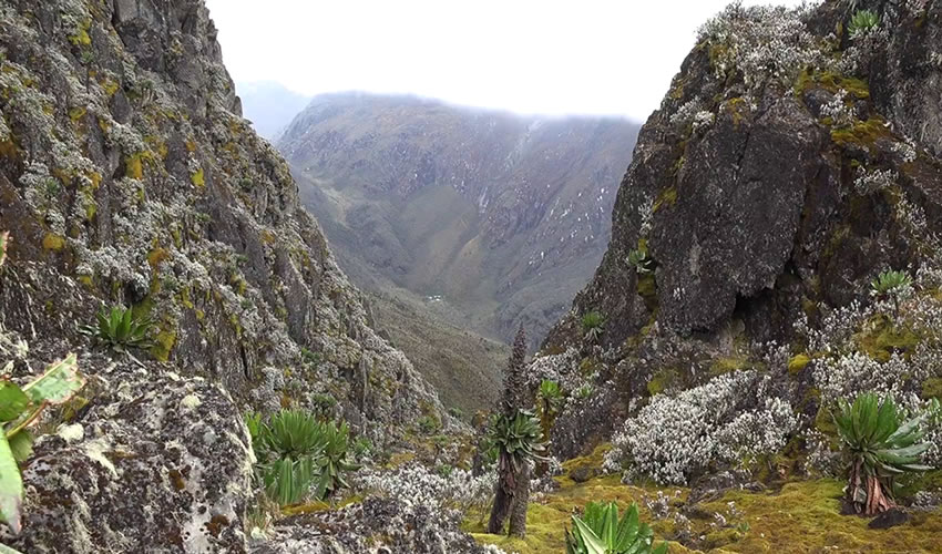 Rwenzori Mountains Hiking Safari