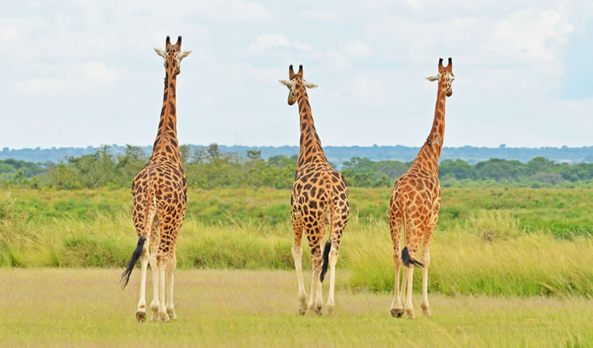 6 Days Uganda Wildlife Safari