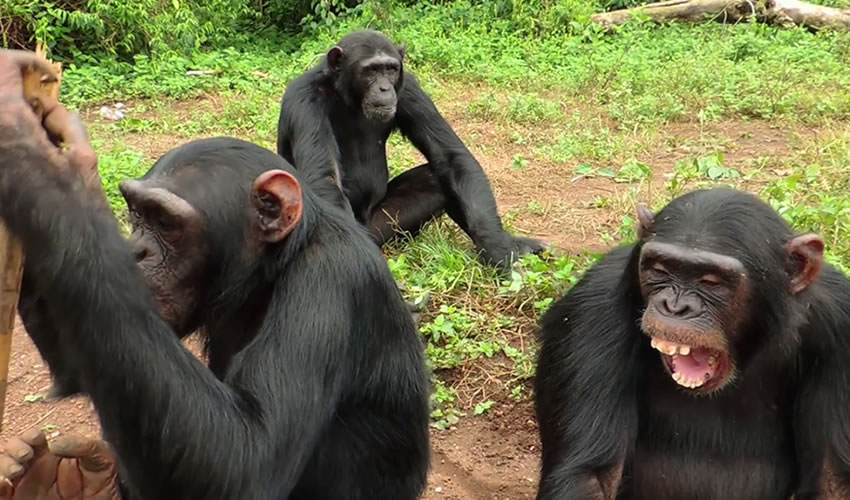 Ngamba Island Chimpanzee Sanctuary