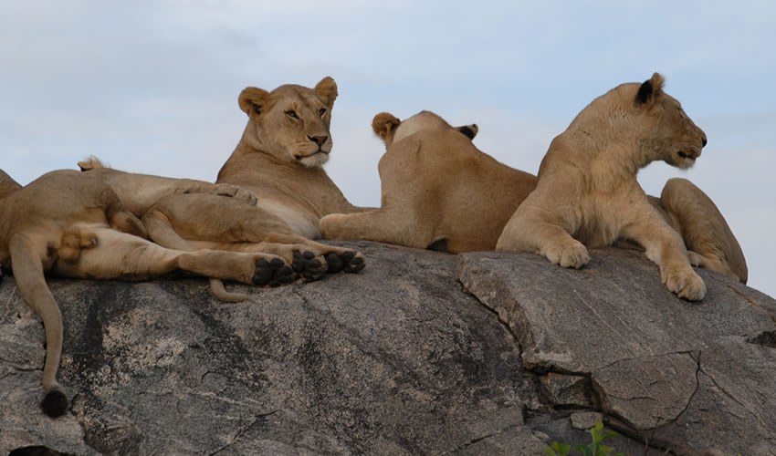 5 Days Tarangire Ngorongoro Serengeti Tanzania Wildlife Tour