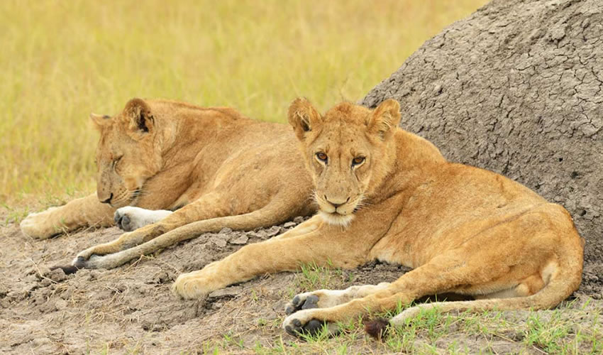 4 Days Queen Elizabeth National Park Safari