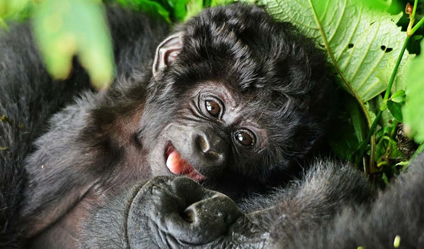 12 Days Gorilla Trekking Safari in Uganda and Rwanda