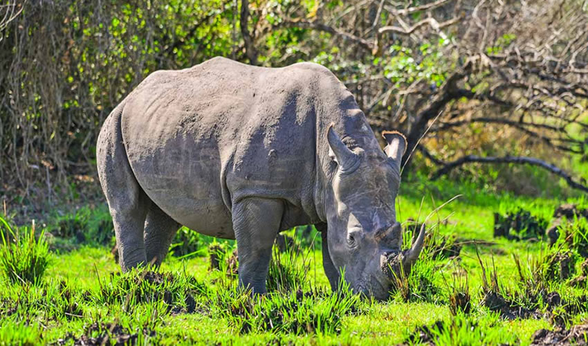 Ziwa Rhino Sanctuary | A Safe Haven For Rhinos In Uganda.