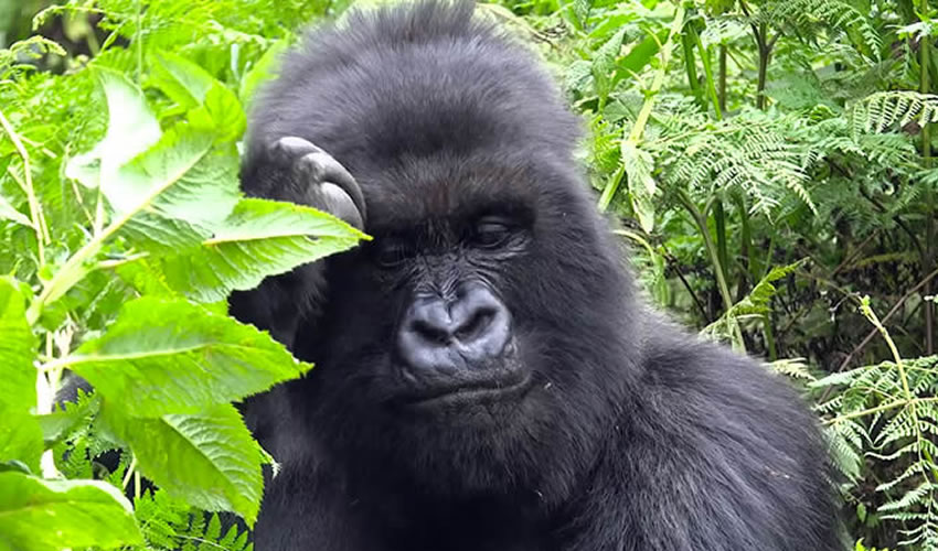 Visit Rwanda The Land Of A Thousand Hills | Rwanda Wildlife Safari Tours.