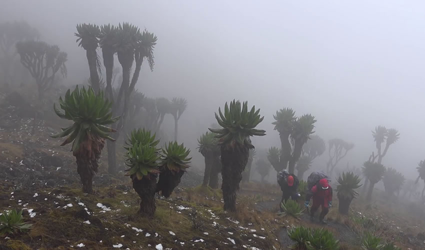 Rwenzori Mountain Climbing