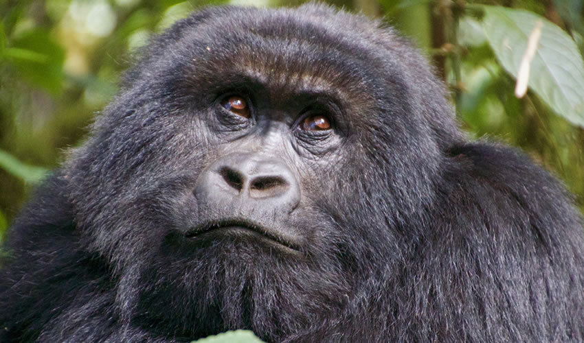 7 Days Rwanda Gorilla Trekking Safari