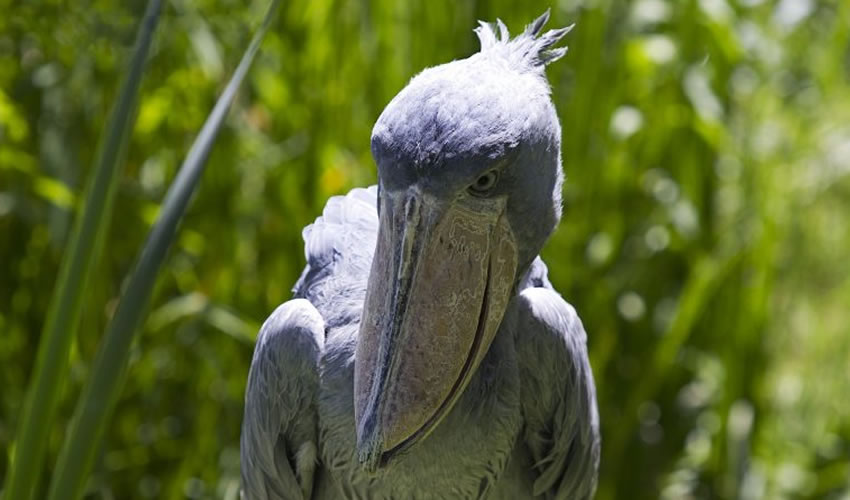 Mabamba Bay Shoebill Stork Sighting