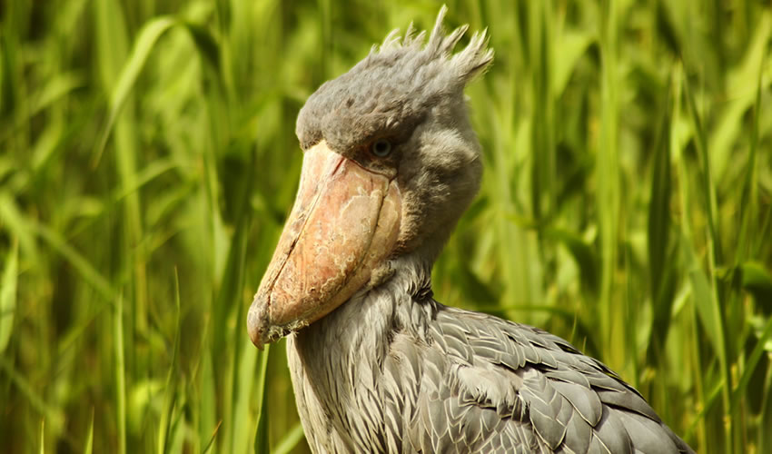 16 Days Shoebill Uganda Safari