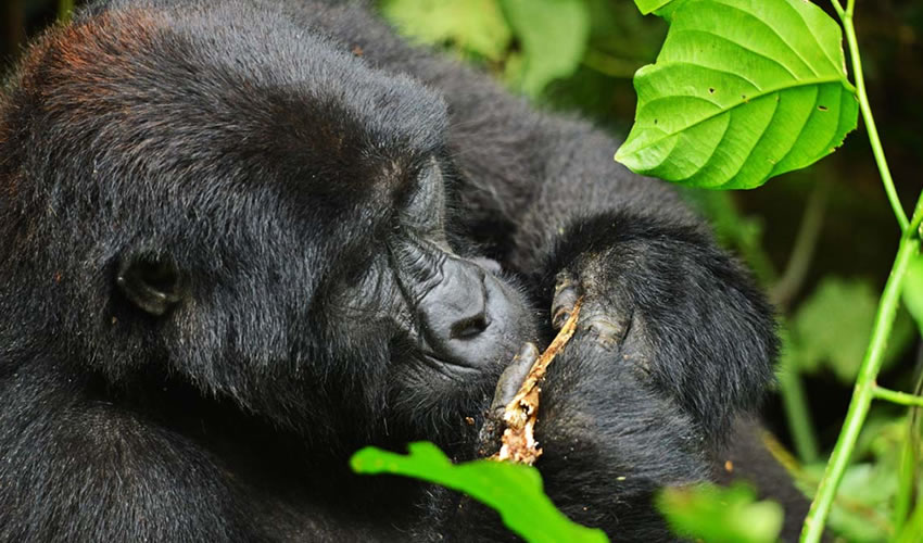 4 Days Gorilla Tracking Bwindi