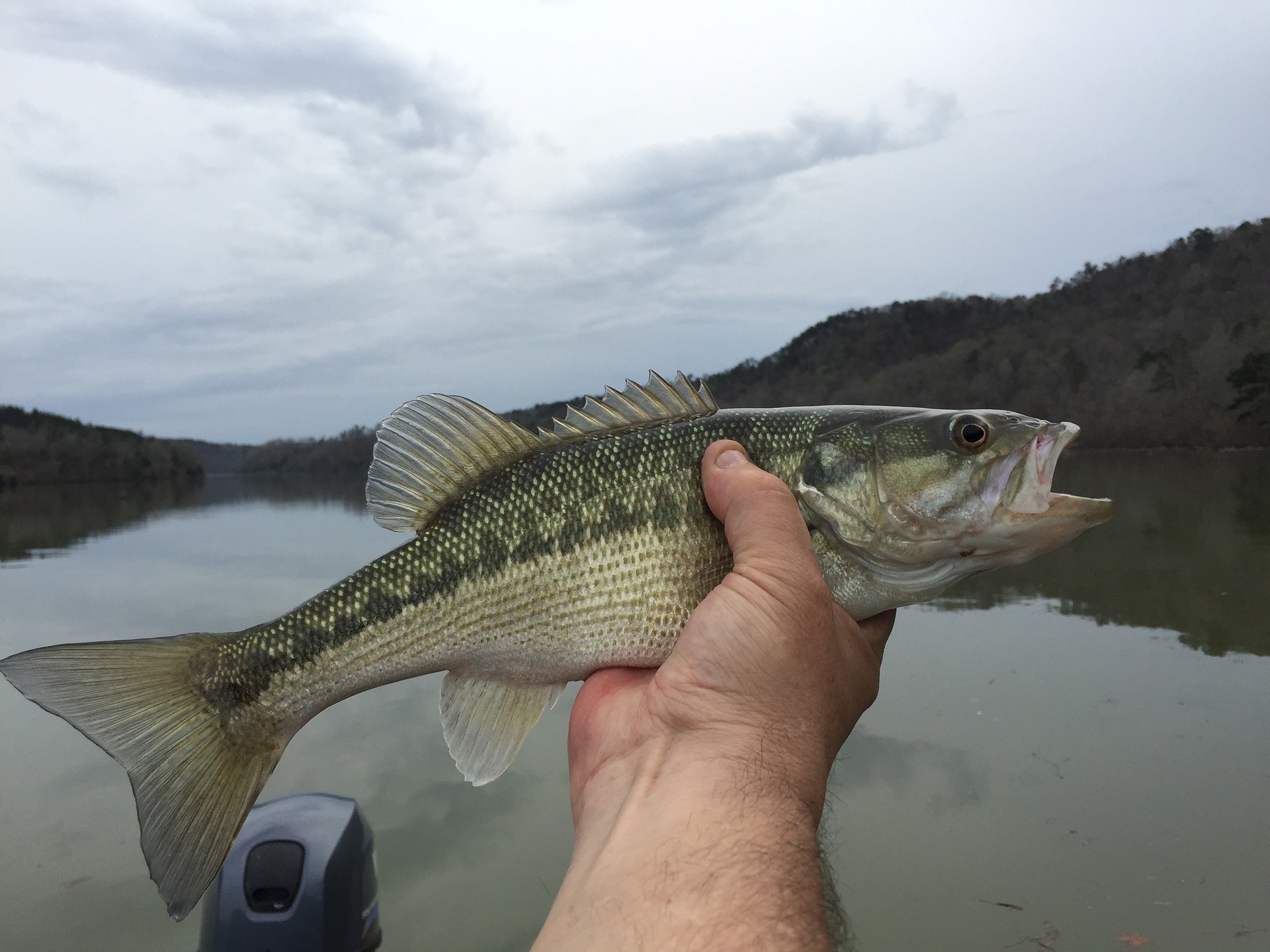 Spot Fishing In Uganda