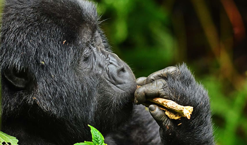 tracking gorillas