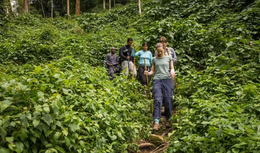 Tourists in Bwindi Forest