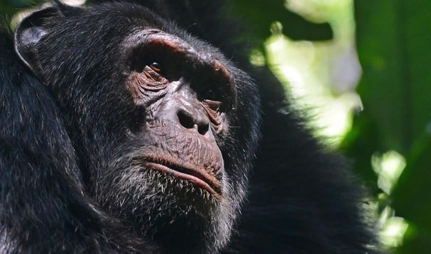 6 Days Kibale Chimpanzee Trekking Safari