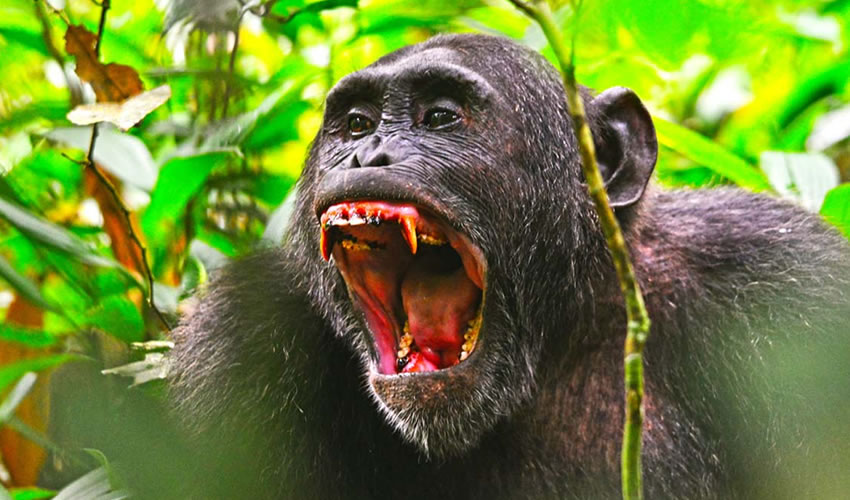 10 Days Uganda Primate Safari