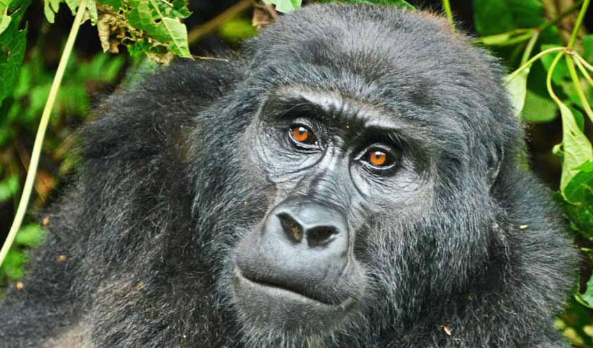 Nyakagezi Gorilla Family in Mgahinga National Park