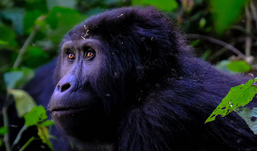 4 Days Rwanda Gorilla Trekking