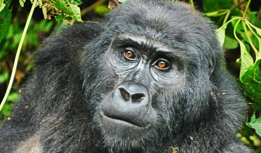 10 Days Gorilla Trekking Safari in Rwanda