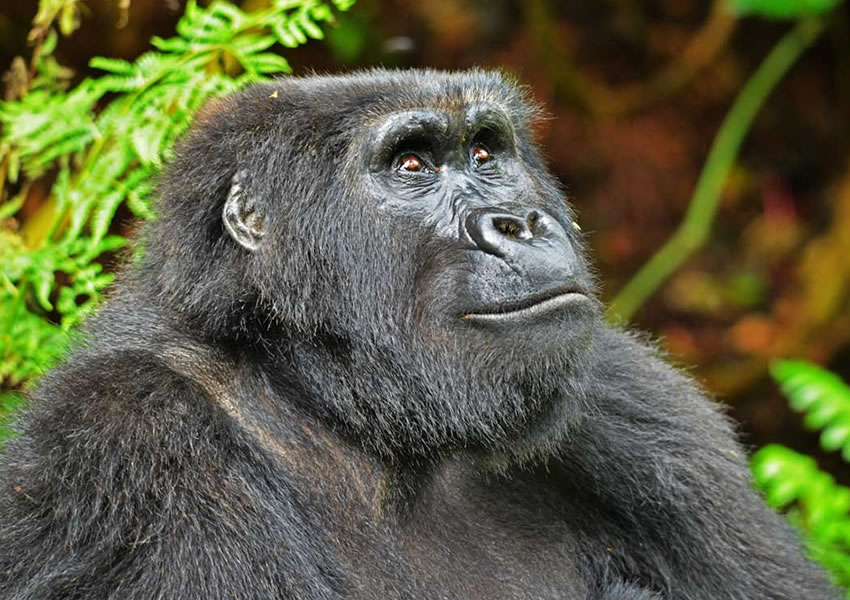 Gorilla Trekking Experience in Uganda