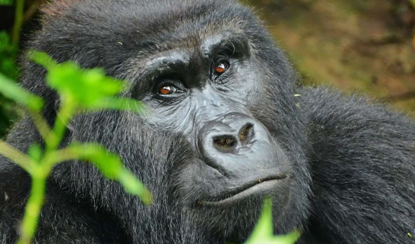 8 Days Gorilla Trekking Tour in Uganda