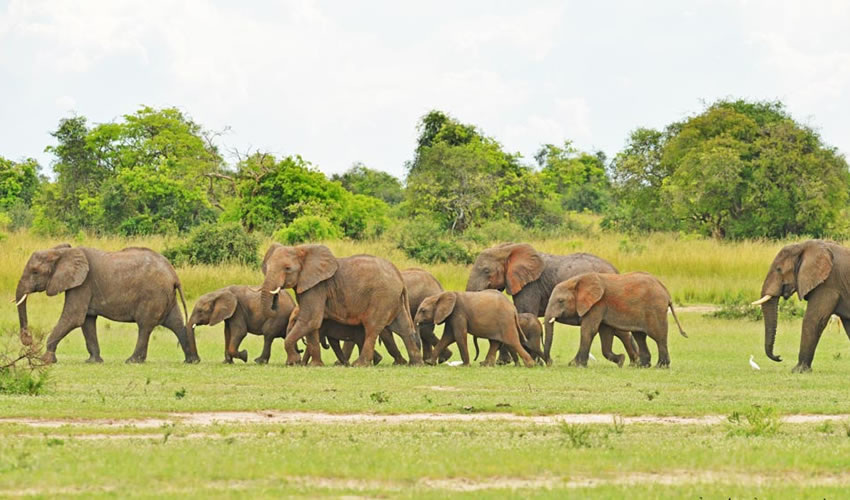 12 Days Murchison Falls National Park Safari