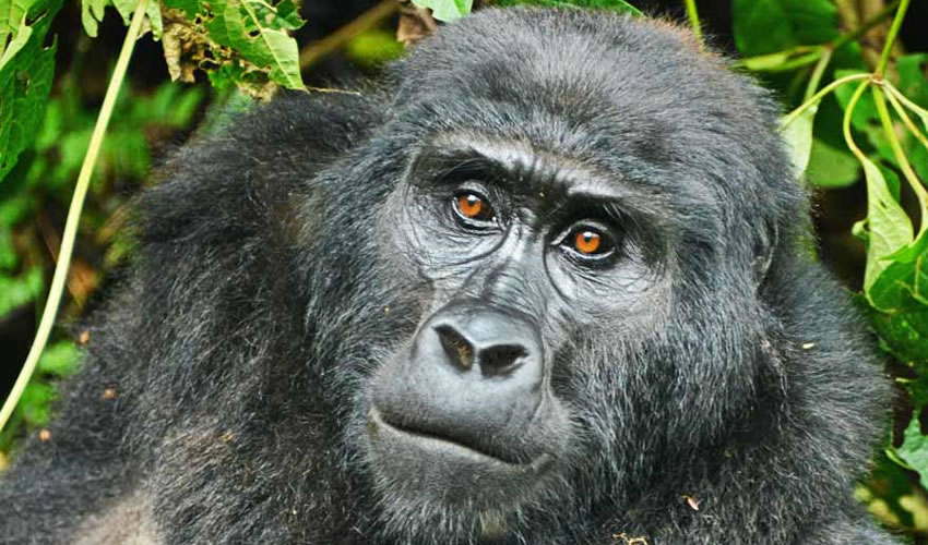 4 Days Gorilla Trekking Bwindi