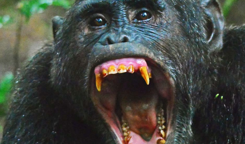 12 Days Chimpanzee Tracking in Kibale