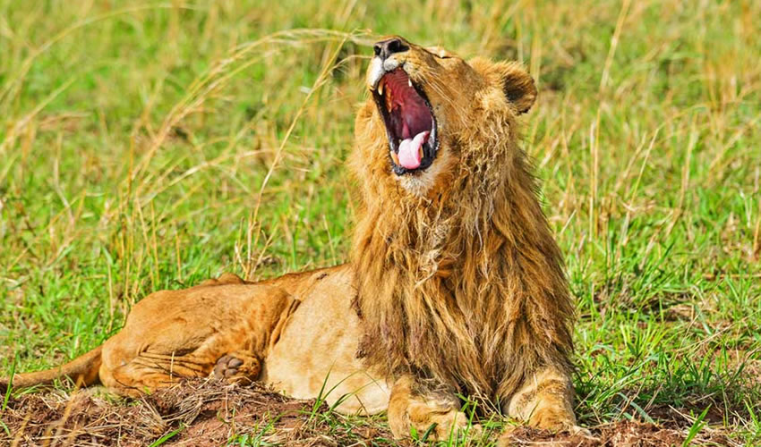 19 Days Wildlife Safari in Uganda