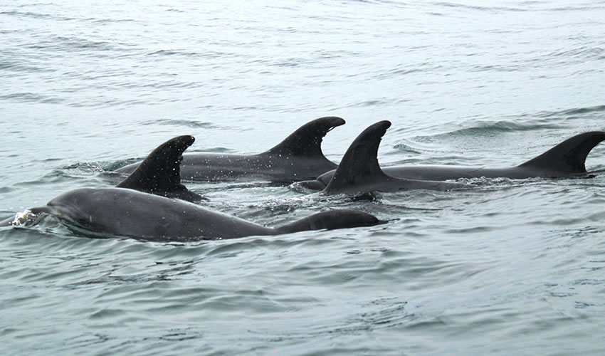 Zanzibar Island Dolphin Tour