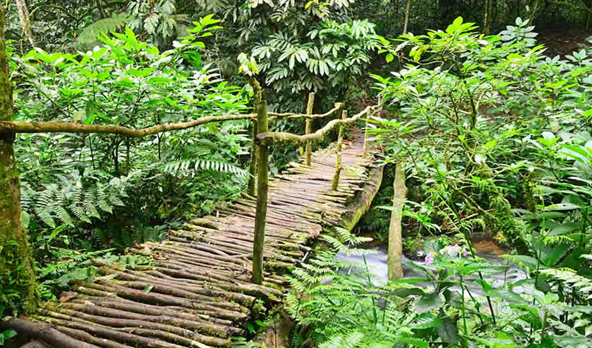 Bigodi Wetland Sanctuary