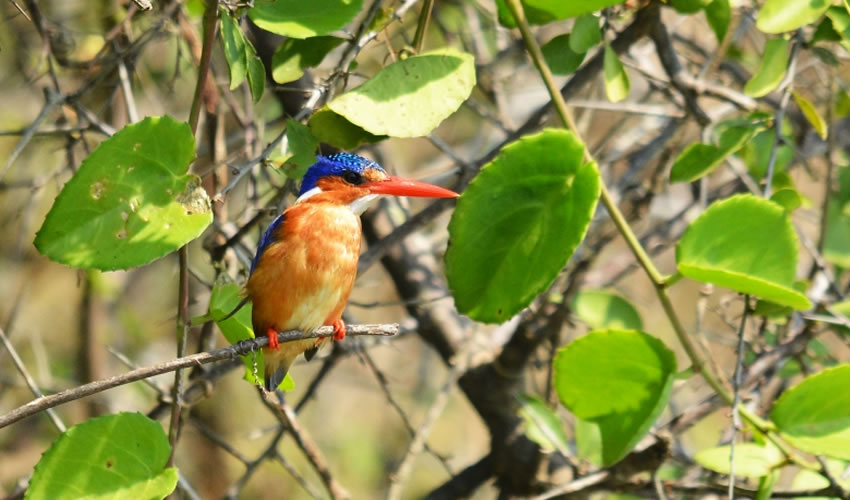 bigodi wetland