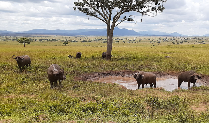 Kidepo Valley National Park