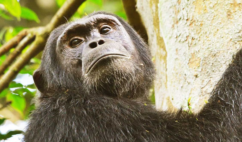 Chimpanzee Habituation in Kibale