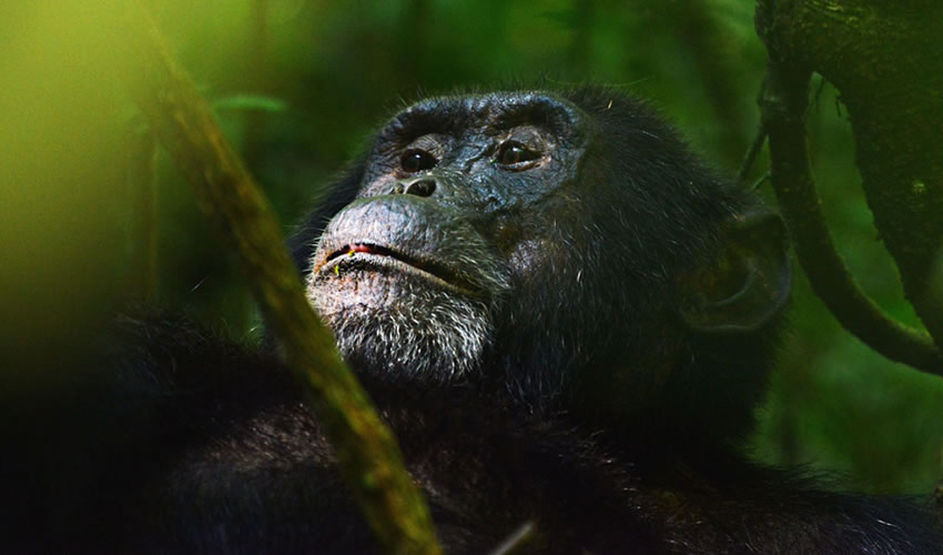 Chimpanzee Trekking Tours in Uganda