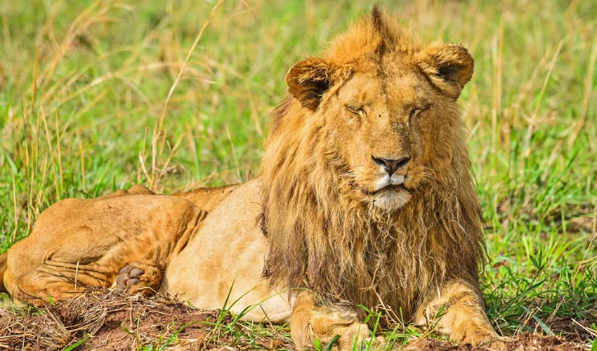 lion in Kidepo Valley National Park