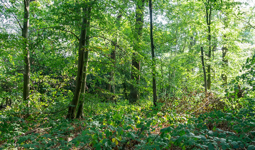 Mpanga Central Forest Reserve