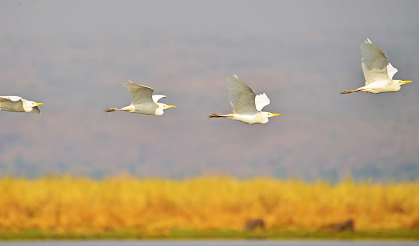 birding in Murchison Falls National Park