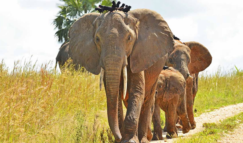 elephants in Murchison Falls National Park